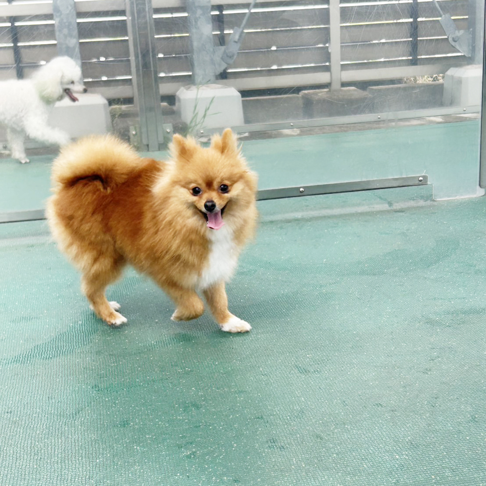 生徒が撮影したモデル犬♪②